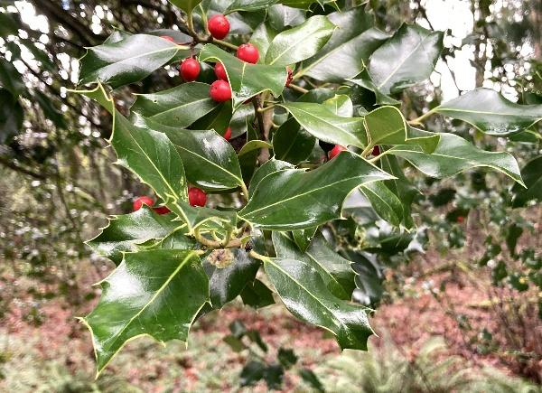 English Holly tree displacing native vegetation in Seattle's green spaces.