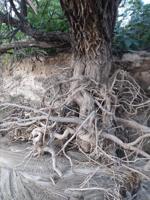 Willow tree with shallow roots destabilizing infrastructure and soil.