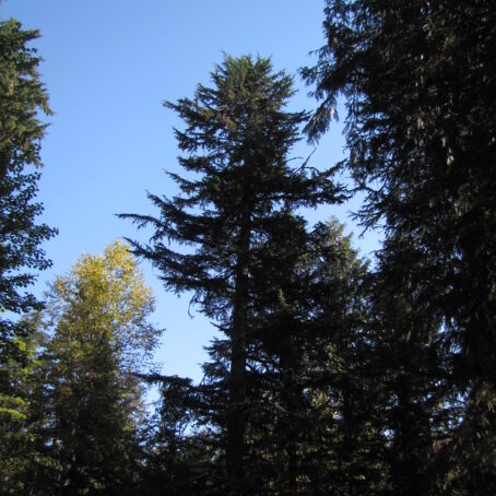 Western Hemlock Trees: Complete Guide to Identification, Growth & Characteristics