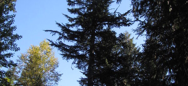 Western Hemlock Trees: Complete Guide to Identification, Growth &amp; Characteristics