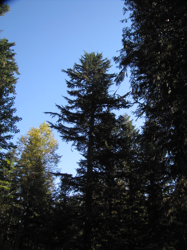 Mature Western Hemlock (Tsuga heterophylla) tree displaying its tall, pyramidal crown with characteristic drooping branch tips in a natural forest setting.