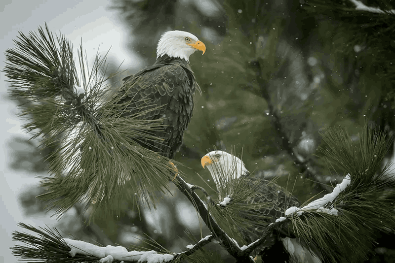 Snow-covered pine trees serving as perching sites for Bald Eagles, with the majestic birds visible against the winter landscape, demonstrating the critical role that mature pine trees play as wildlife habitat and nesting platforms for raptors and other bird species throughout North America's forests