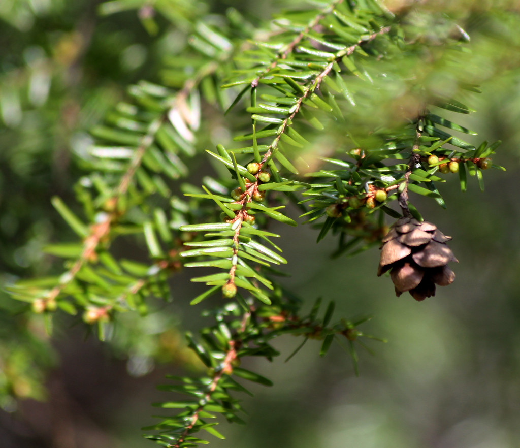 Western Hemlock branch displaying small oval cones hanging from branch tips, demonstrating a key identifying characteristic of the species