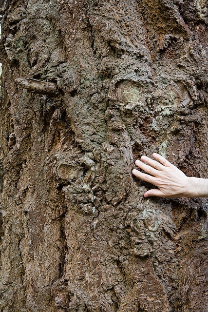 Douglas Fir, showcasing its distinctive furrowing pattern and reddish-brown color.