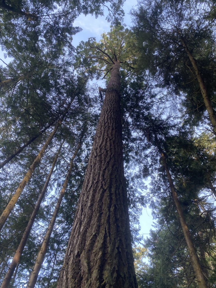 Douglas Fir tree showing its tall, conical form with dense green needle clusters arranged along branches