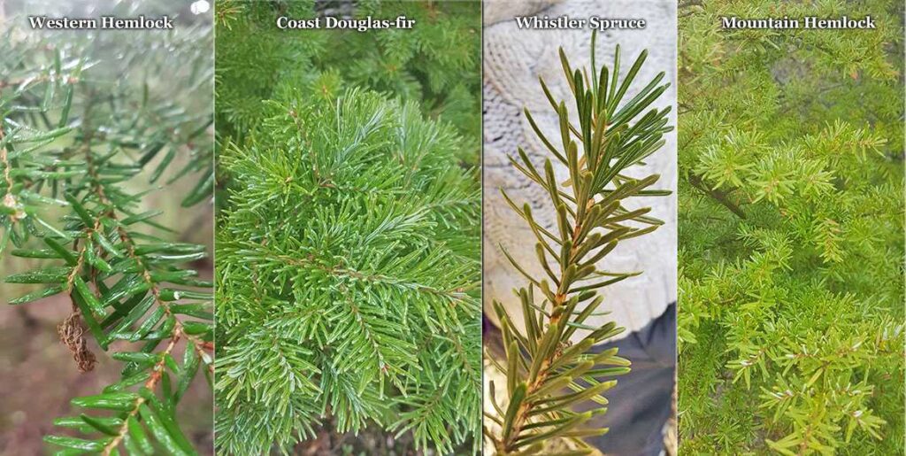 Comparative botanical illustration showing foliage samples from four Pacific Northwest conifer species - Western Hemlock, coastal Douglas-fir, Whistler spruce, and Mountain Hemlock - displaying distinct differences in needle shape, size, arrangement patterns, and branching characteristics for species identification purposes