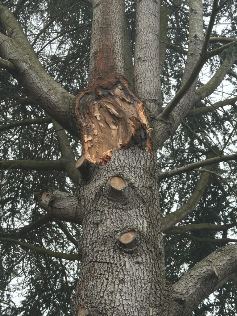 Successfully cleared residential property after professional tree limb removal, showing restored safety and structural integrity with no property damage from expert emergency tree care services.