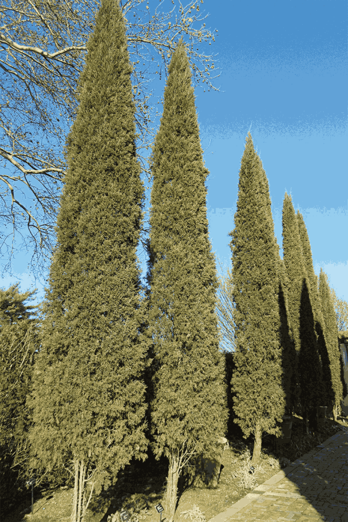 Row of columnar fast-growing pine trees strategically planted as a natural privacy screen along a residential property line, demonstrating their tall, narrow growth habit and dense evergreen foliage that effectively creates visual barriers while maintaining an attractive landscaped appearance in suburban setting