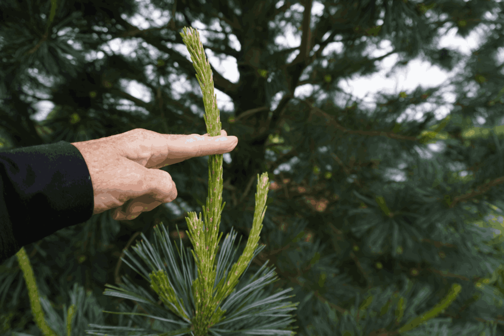 Close-up demonstration of proper pine tree pruning technique showing hands pinching back new candle growth (soft spring shoots) to control tree shape and encourage balanced branching, illustrating the correct method and timing for maintaining pine tree form in landscape settings