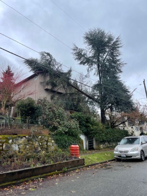 Damaged tree limb resting on residential house roof following storm damage, creating immediate safety hazard requiring emergency removal services.