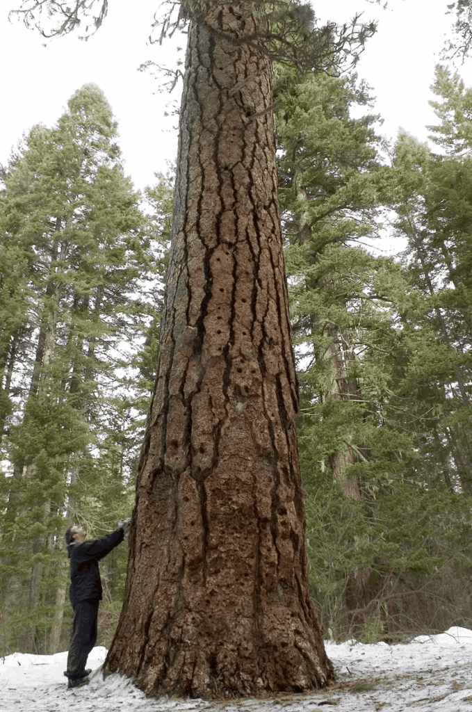 Massive mature Ponderosa Pine tree displaying its characteristic thick, deeply furrowed orange-brown bark plates and towering height, with a person or reference object visible for scale, illustrating the impressive size, substantial trunk girth, and remarkable longevity that these ancient pine specimens can achieve in their natural habitat