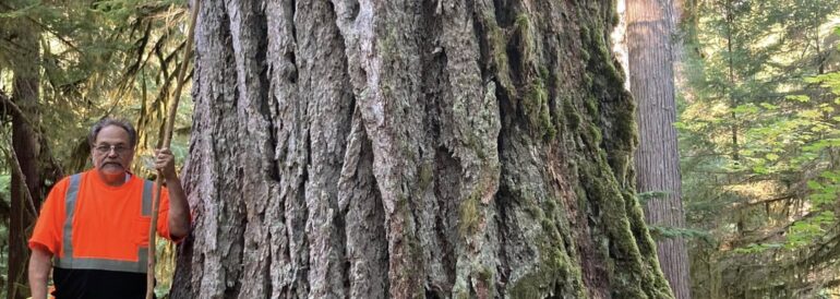 Douglas Fir Giants in Discovery Park: Seattle&#8217;s Towering Landmarks
