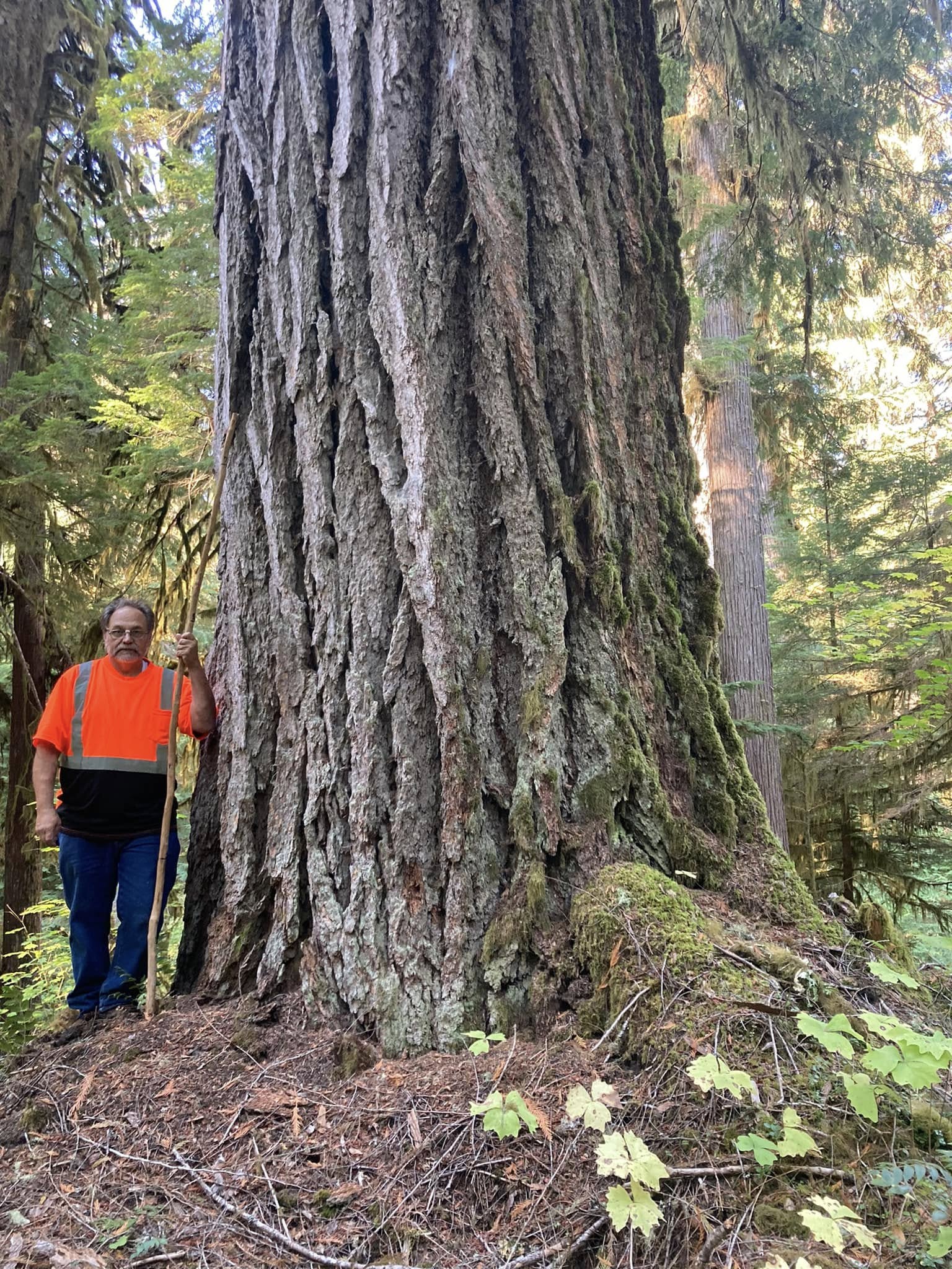 Giant Douglas fir tree with thick, deeply-grooved bark stands in Discovery Park, Seattle, its massive trunk and towering canopy demonstrating the species' role as a keystone habitat provider for native birds and urban wildlife.
