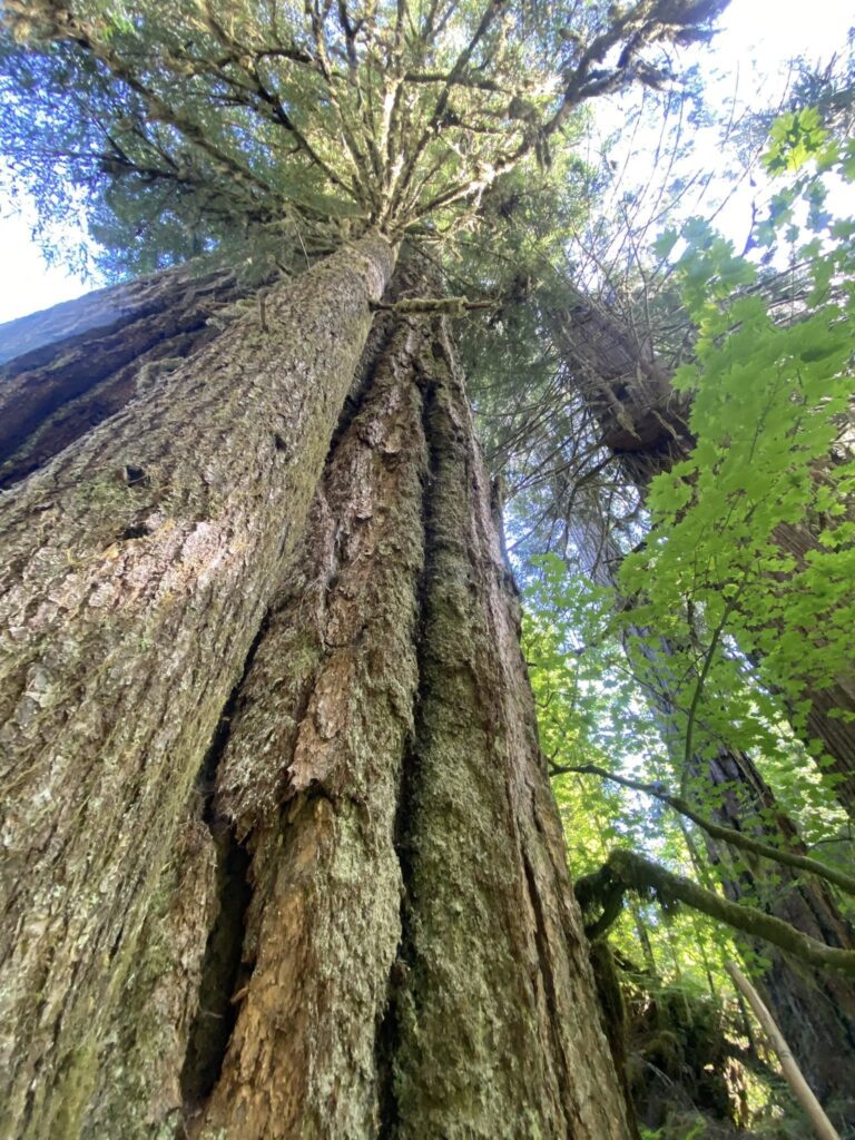 Ancient Douglas firs pierce through low-hanging clouds in southwest Washington's mountain landscape, forming vital ecosystem homes for native species.