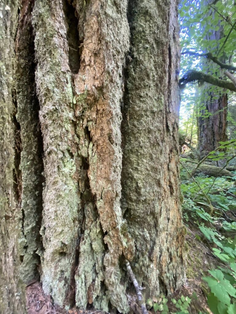 Old-growth Douglas fir forest emerges from mountain fog in southwest Washington's Cascades, creating natural habitat for countless native animals.