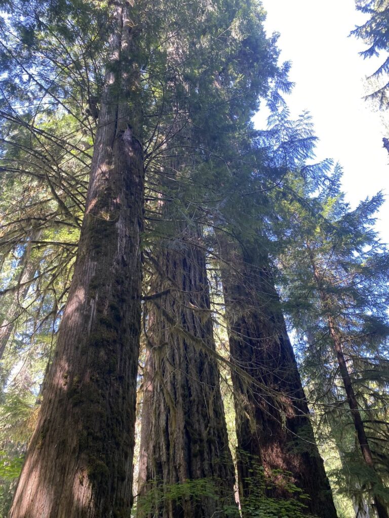 Majestic Douglas firs stretch skyward in the foggy Pacific Northwest mountains of Washington state, their dense canopy sheltering local bird species.