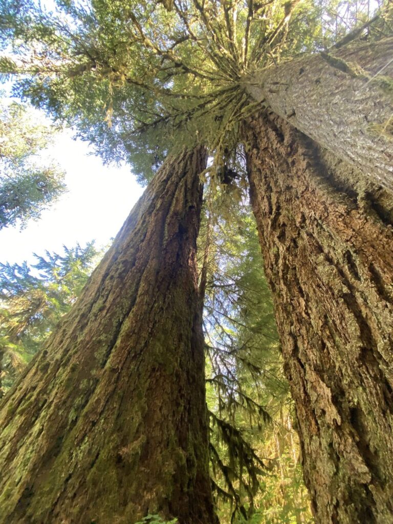 Giant Douglas fir trees stand like green pillars in the misty Washington Cascade range, their branches offering refuge to regional bird populations.