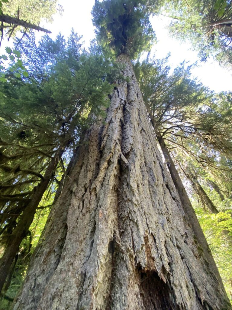 Towering Douglas fir trees rise through morning mist in the Cascade mountains of southwest Washington, their ancient trunks providing sanctuary for native wildlife.
