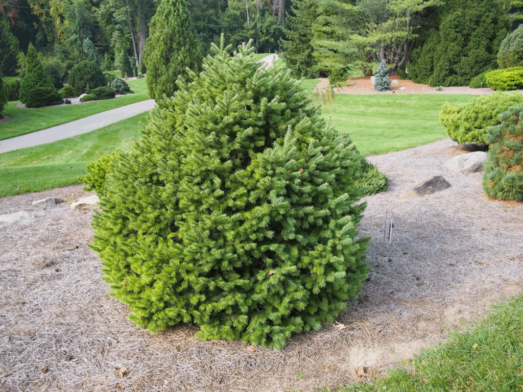 A young Douglas Fir tree, showcasing its lush, dense foliage. Proper planting and care are essential for healthy growth. 