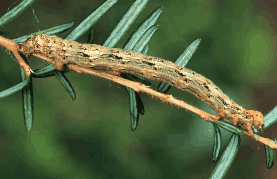 Close-up photograph of a mature larva feeding on Western Hemlock needles, showing the insect pest in action as it consumes the evergreen foliage, representing a common defoliator that can impact forest health and tree regeneration in Pacific Northwest ecosystems