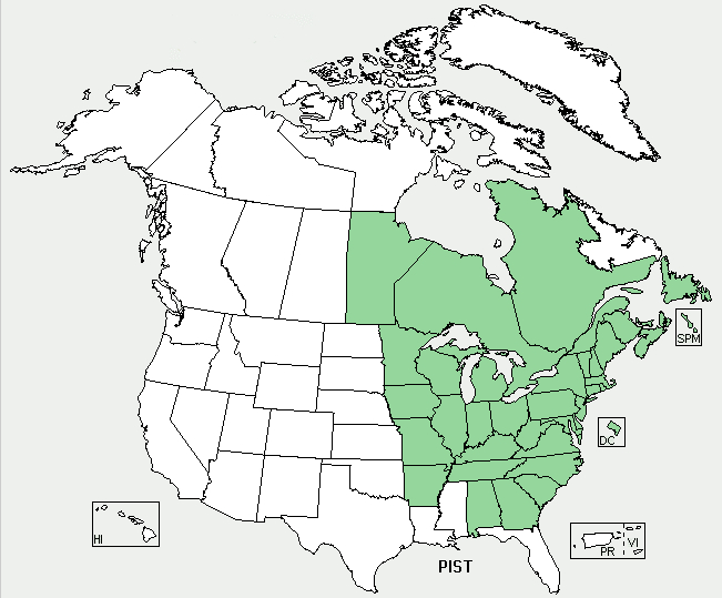 Geographic distribution map of Eastern White Pine (Pinus strobus) across North America, showing shaded regions indicating the species' native range throughout the eastern United States and southeastern Canada, with color-coded areas representing different population densities and habitat zones