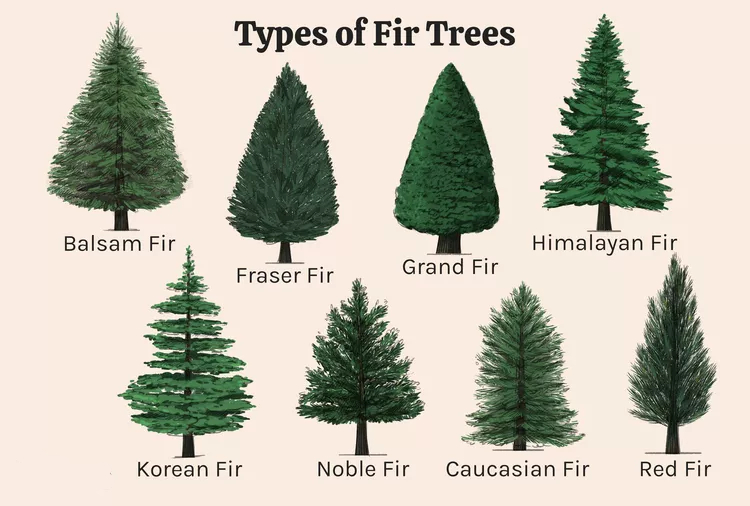 Scientific botanical illustration comparing multiple fir tree species side by side, displaying distinct variations in crown shapes, branching patterns, and foliage characteristics, with detailed drawings showing each species' unique identifying features for comparison and identification purposes