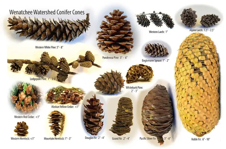 Comparative display of various native conifer cones from Washington State, featuring Western White Pine, Ponderosa Pine, Lodgepole Pine, and other regional evergreen species, arranged to show differences in size, shape, scale patterns, and distinctive characteristics for species identification