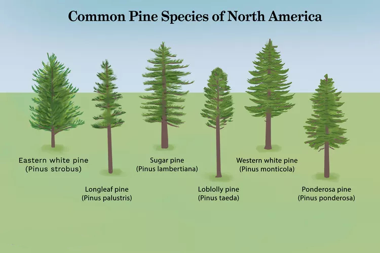 Comprehensive visual guide displaying six common North American pine species - Eastern White Pine, Sugar Pine, Western White Pine, Longleaf Pine, Loblolly Pine, and Ponderosa Pine - with detailed illustrations showing each species' distinctive needle clusters, cone structures, bark patterns, and overall tree characteristics for identification and comparison