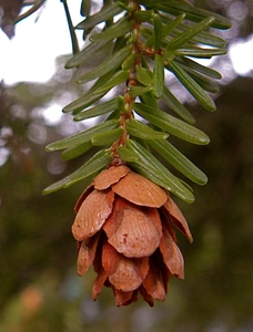 Detailed close-up photograph of a single Western Hemlock cone suspended from a branch, displaying the cone's characteristic small oval form measuring approximately one inch in length, with clearly visible overlapping brown scales arranged in a spiral pattern, set against a blurred natural forest background