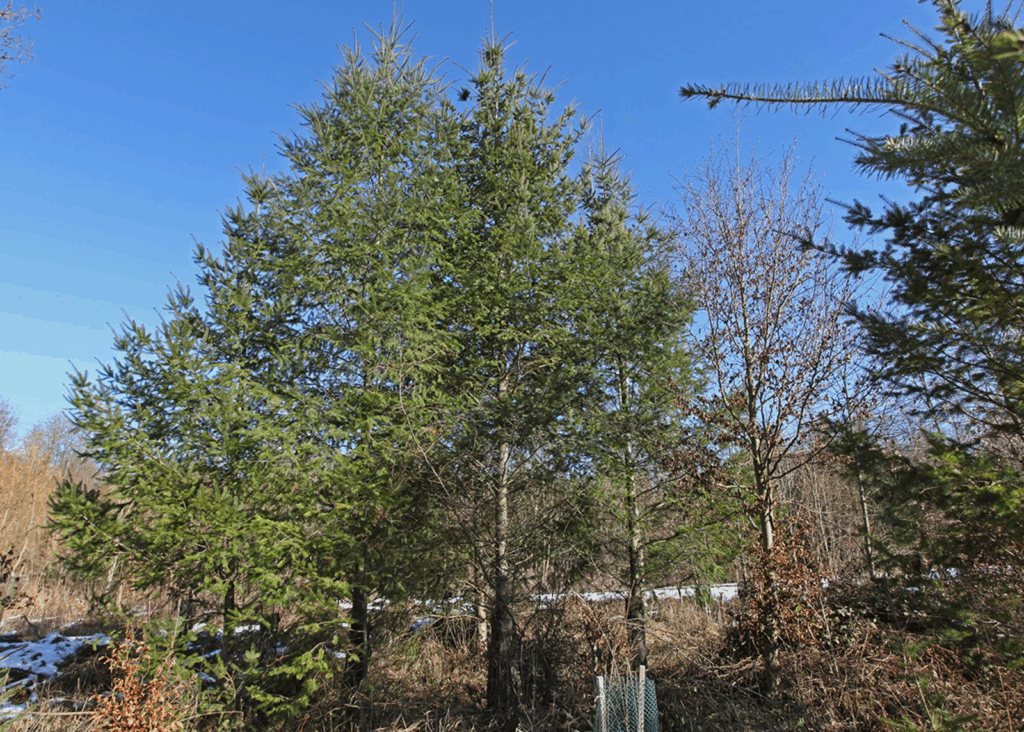 Douglas Firs on a windthrow site; young trees are vulnerable to diseases and damage from game, with high humidity and waterlogging being the most significant hazards.