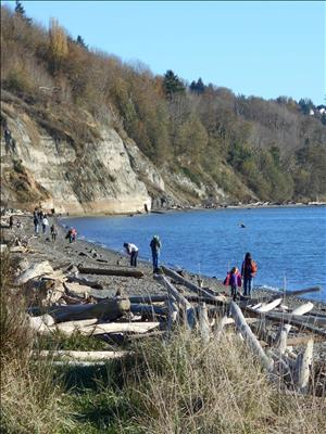 South Bluff viewed from the beach at Discovery Park, framed by towering conifers, including mature Douglas Firs.