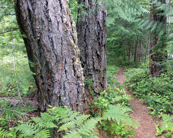 Douglas Fir trunks along a shaded trail in Discovery Park, offering close-up views of their thick, furrowed bark.