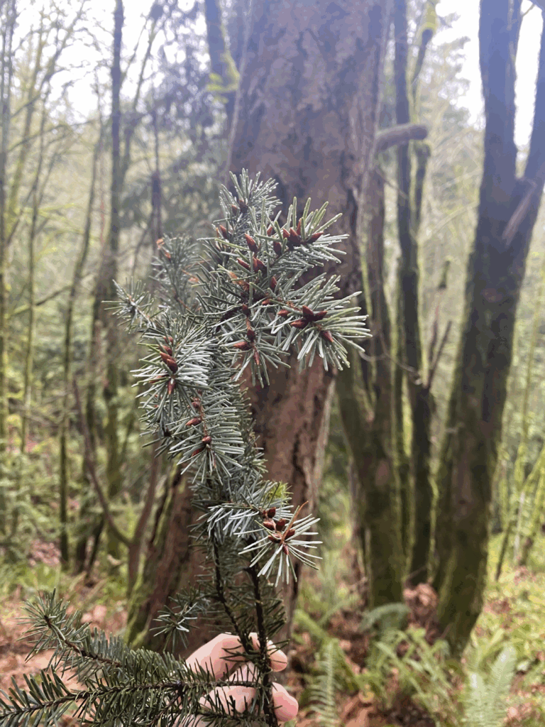 Douglas Fir needles exhibit distinctive needle clusters and reddish-brown cones, making them easy to identify in the Pacific Northwest.