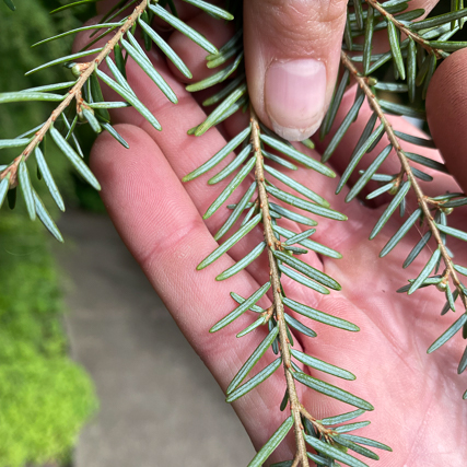 Close-up view of Western Hemlock needles showing their flat, rounded-tip shape with distinct white stomatal bands visible on the undersides.