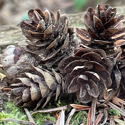 Small, oval-shaped Western Hemlock cones approximately one inch long hanging from drooping branch tips