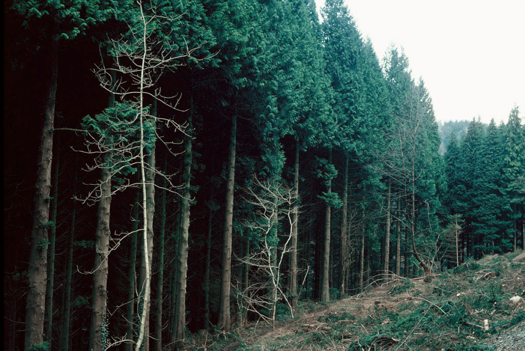 Dense Western Red Cedar forest showing mature trees with characteristic reddish bark and drooping branches in their natural moist, shaded habitat