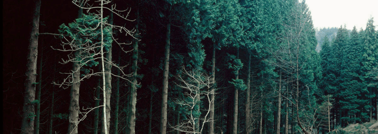 Western Red Cedar Trees: Complete Care &amp; Growing Guide