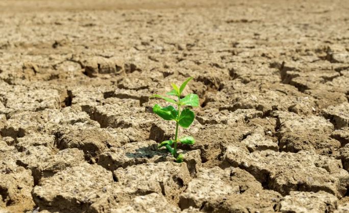 Young green seedling struggling to survive in severely cracked and parched soil, demonstrating the devastating effects of drought stress on plant growth. The contrast between the fragile plant and the dry, fractured earth highlights how water scarcity threatens seedling survival and development.