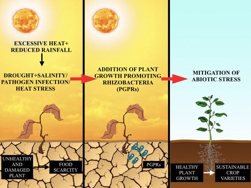 Scientific diagram illustrating how excessive heat and reduced rainfall create drought stress conditions, with plant growth-promoting rhizobacteria providing stress mitigation. The educational chart demonstrates the relationship between abiotic stress factors and beneficial soil bacteria that help plants maintain healthy growth during challenging environmental conditions.