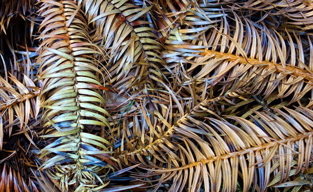 Evergreen tree branches showing severe browning and needle loss, indicating advanced disease or environmental stress. The sparse, discolored foliage demonstrates typical symptoms of declining conifer health requiring immediate professional tree care intervention.