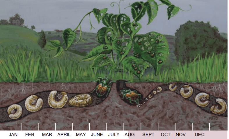 Japanese beetle life cycle illustration showing egg-laying females in moist turf during midsummer and grub development underground. Educational diagram demonstrates complete lifecycle from eggs in grass to root-feeding grubs emerging as adult beetles.