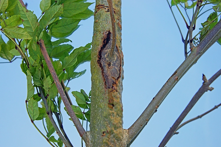 Close-up view of canker lesion on young tree trunk showing characteristic fungal infection symptoms with visible bark damage and discoloration.