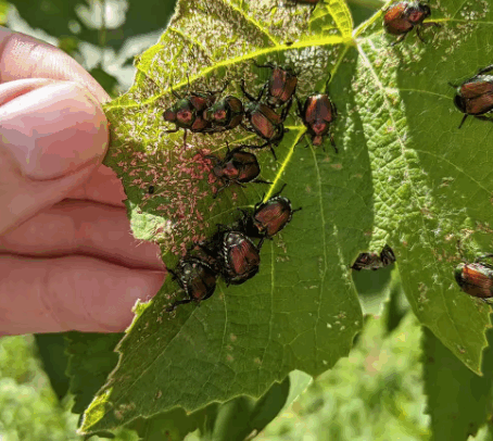 What Attracts Japanese Beetles: Complete Guide to Their Preferences