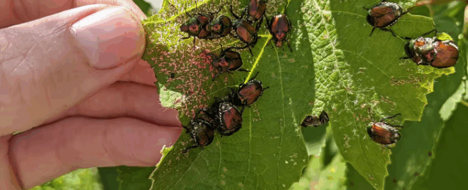 What Attracts Japanese Beetles: Complete Guide to Their Preferences