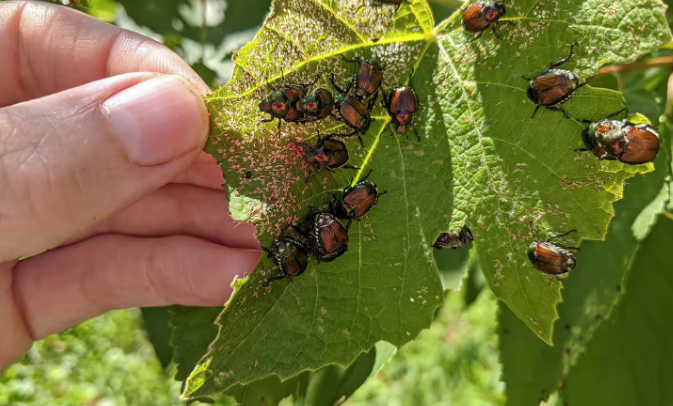 Japanese beetles causing severe skeletonization damage to grape leaves, showing large-scale feeding destruction. Extensive leaf damage demonstrates need for combined control measures including hand-picking, beneficial nematodes, and targeted spray treatments.