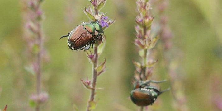 Japanese beetles attracted to wild vegetation in shady garden areas during drought conditions with companion plants. Beetles feeding on natural vegetation near catnip or chives, showing attraction to diverse plant types beyond cultivated garden flowers.
