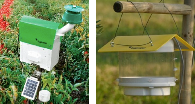 Pheromone trap system used for Japanese beetle monitoring and early detection before visible plant damage occurs. Beetle trap demonstrating proactive pest control method that detects beetle presence weeks ahead of physical feeding damage.