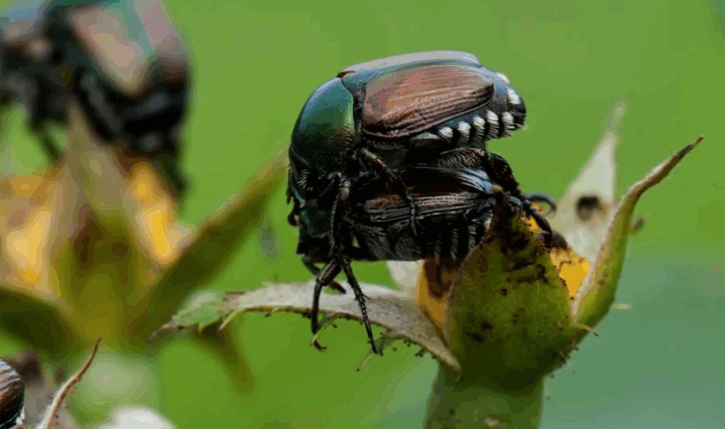 Groups of Japanese beetles feeding on rose buds during warm sunny conditions, demonstrating mass aggregation behavior. Multiple beetles clustered together on roses, showing increased activity and pheromone-driven feeding patterns that damage garden plants.