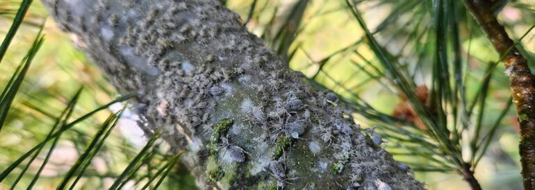 Bronze Birch Borer: Complete Management Guide for Prevention &amp; Treatment (2025)