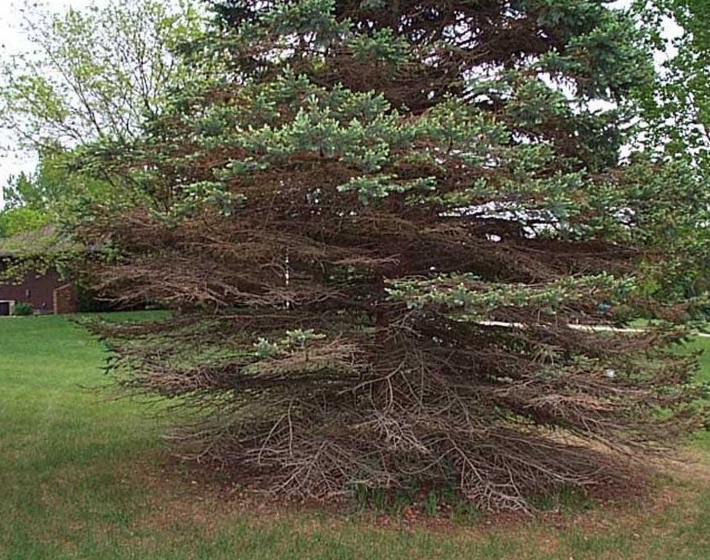 Evergreen tree exhibiting significant lower branch death and sparse upper canopy, characteristic signs of needle cast disease affecting conifers. The visible branch dieback pattern from bottom to top demonstrates progressive disease spread requiring professional diagnosis and treatment.